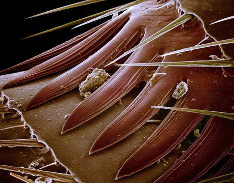Microscopic view of spines on flea