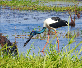 Female Black-necked Stork Catching Eel