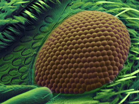 SEM image of snout beetle?s eye