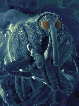 SEM image of snout beetle