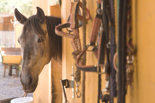 Horse peeking head out of barn