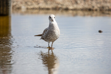 Baby seagull on the Baltic Sea.