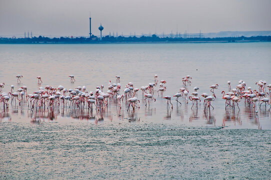 Flamingos standing in urban beach