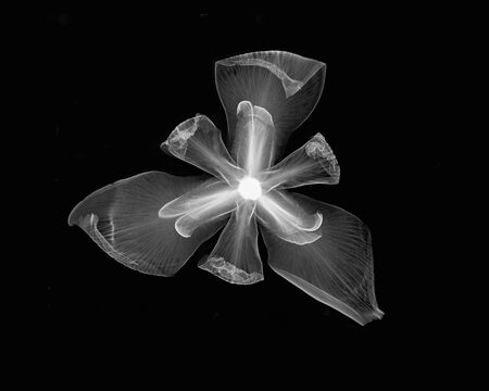 Inverted image of African iris flower