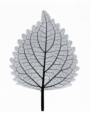 Fototapeta X-ray image of coleus leaf