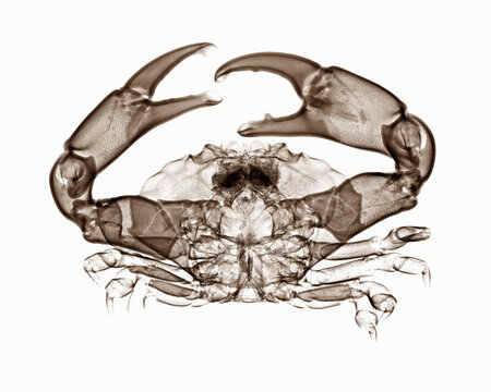 X-ray image of crab