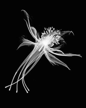 Inverted image of columbine flower