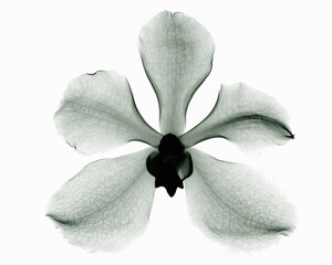 X-ray image of orchid flower