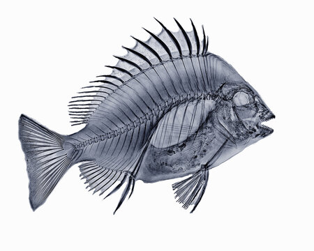 X-ray image of sheephead fish