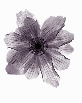 Naklejki X-ray image of ranunculus flower