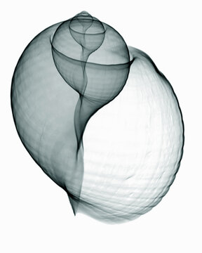 X-ray image of patridge tun seashell