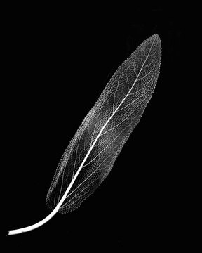 Inverted image of sage leaf