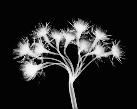 Inverted image of penta star flowers