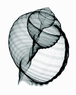 X-ray image of tun seashell