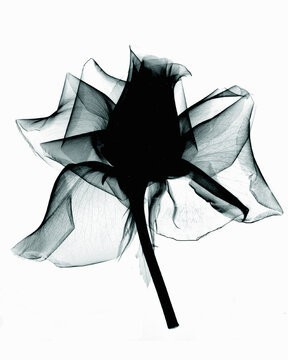 X-ray image of rose