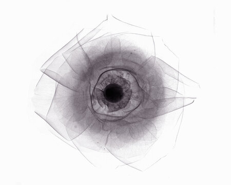 X-ray image of rose