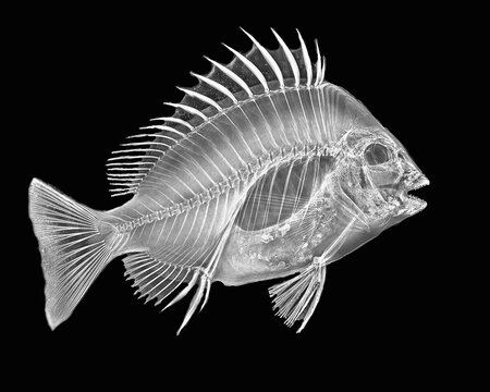 Inverted image of Sheepshead fish