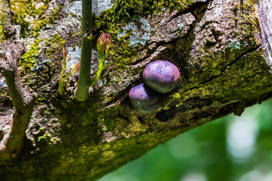 Immature fruiting bodies of Daldinia concentrica fungus with common names including King Alfreds cakes, cramp balls, and coal fungus