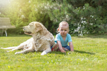 Angry liitle baby boy is posing with lying Golden Retriever dog on the grass in the garden. Boy is looking at the camera.