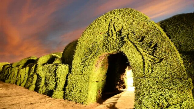 Back in 1936, the cemetery's gardener and caretaker, Jos&eacute; Franco Guerrero, planted hundreds of cypress trees around the graves. Then, he made all of them into works of art. Tulcan city, Carchi.4k 