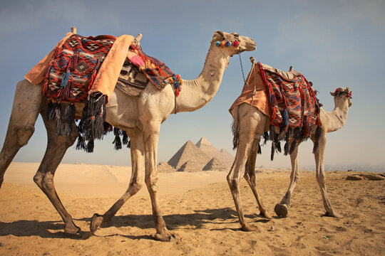 Two camels in front of the pyramids of Giza, Egypt