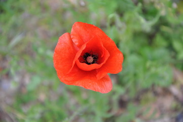 Isolated red poppy in a field