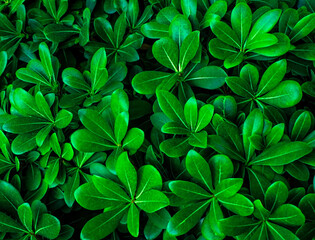 background with green tropical plant close-up. wallpaper, copy space, poster design, plant pattern