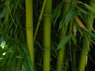 bamboo plant texture  with some leaves
