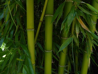 Obraz premium bamboo plant texture with some leaves