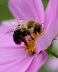 Bee on cosmo