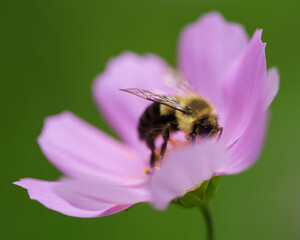 Bee on cosmo 3