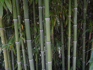 Fototapeta premium bamboo plant texture with some leaves