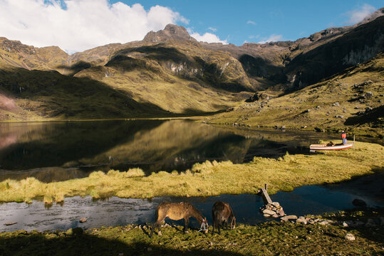 Llama by lake, Lares, Peru