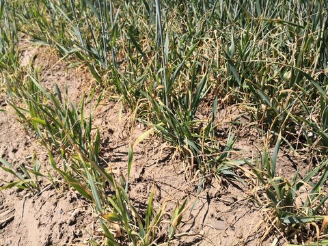 Wheat field damaged by severe drought