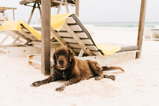 Dog resting by sun loungers on beach, Tulum, Mexico