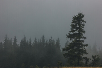 Beautiful landscape in the Carpathians