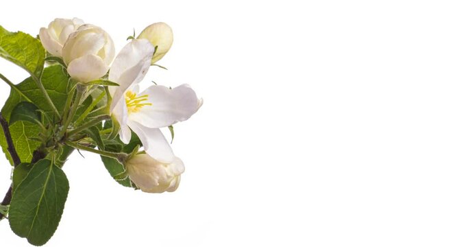 Beautiful spring Apple tree flowers blossoming on a white background close-up.Timelapse. Valentine's Day concept. Holiday, love, birthday design backdrop. With place for text or image. Springtime. 4К
