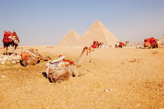 Camels with pyramids in background, Giza, Egypt