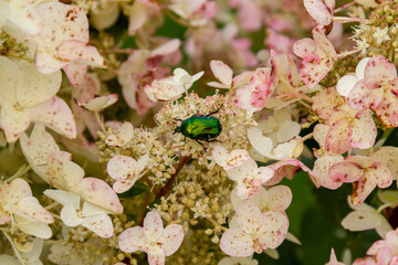 Green rose chafer on hydrangea