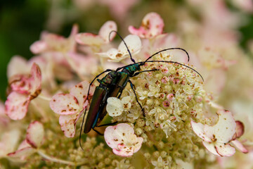 Musk beetle on hydrangea