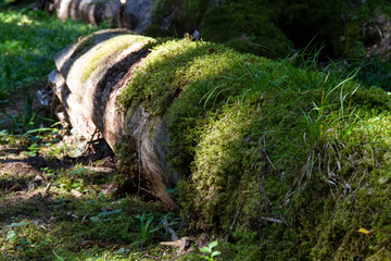 Fallen tree covered with moss and grass