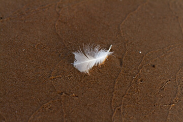 Lonely white feather in textured sands