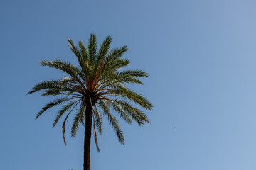 Fototapeta premium Palm tree with blue sky