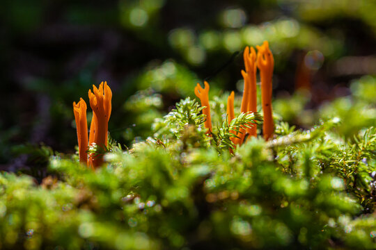 Calocera viscosa (English yellow stagshorn) is a jelly fungus, member of the Dacrymycetales.   It is common and its bright colour makes it stand out in its habitat. It grows on decaying conifer wood
