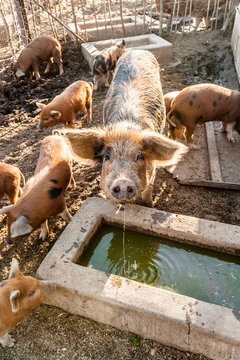 Portrait of sow and piglets on farm, Windhoek, Namibia, Namibia