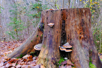 Bracket and crust fungi, polypores grow on an old tree stump in autumn forest with fallen leaves