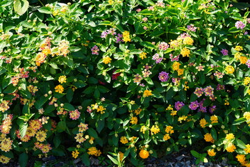 Background of Yellow and pink lantana flowers