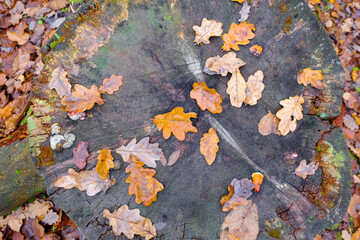 Autumn oak leaves on an old tree stump, top view