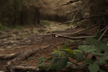 Ein Spaziergang durch den Wald. 