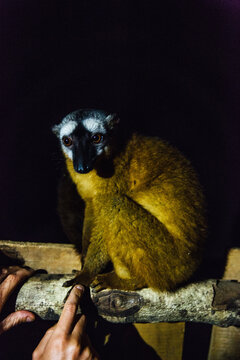 Portrait of a lemur at night, Tsingy de Bemaraha National Park, Madagascar, Africa
